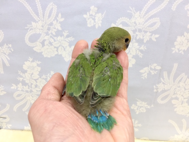 コザクラインコ（小桜インコ）