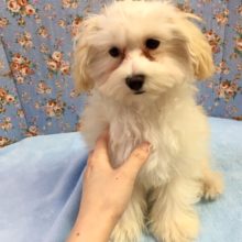 2/19最新画像マルチーズ×トイプードル（クリーム）男の子　２０２１年１０月２３日生まれ　入舎！！