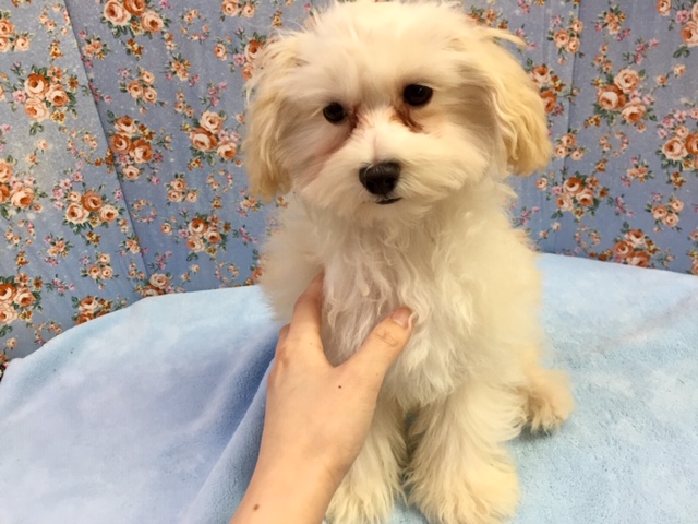 2/19最新画像マルチーズ×トイプードル（クリーム）男の子　２０２１年１０月２３日生まれ　入舎！！