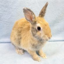 最新画像！安心サイズ💛ネザーランドドワーフラビット（オレンジ系）女の子　2021年11月生まれ