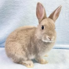 最新画像！安心サイズ💛ネザーランドドワーフラビット（グレー系）女の子　2021年12月生まれ