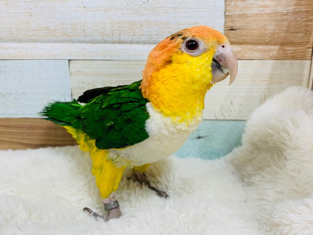 シロハラインコ