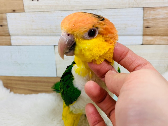 シロハラインコ