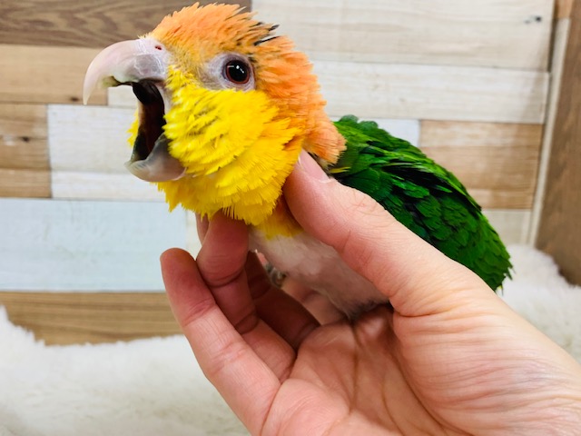 シロハラインコ