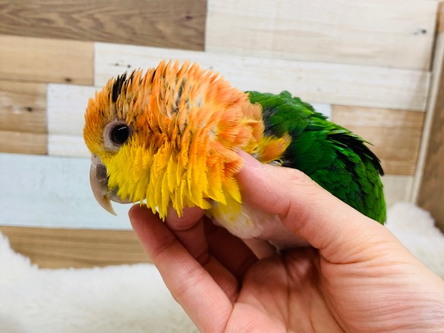 シロハラインコ