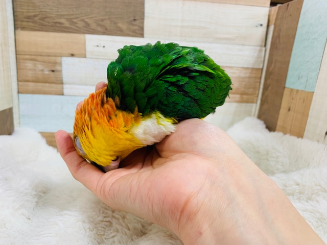 シロハラインコ