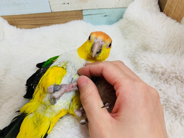 シロハラインコ