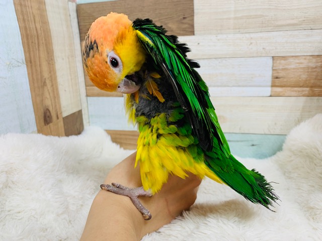 シロハラインコ