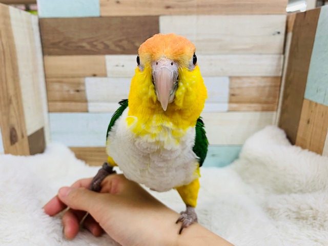 シロハラインコ