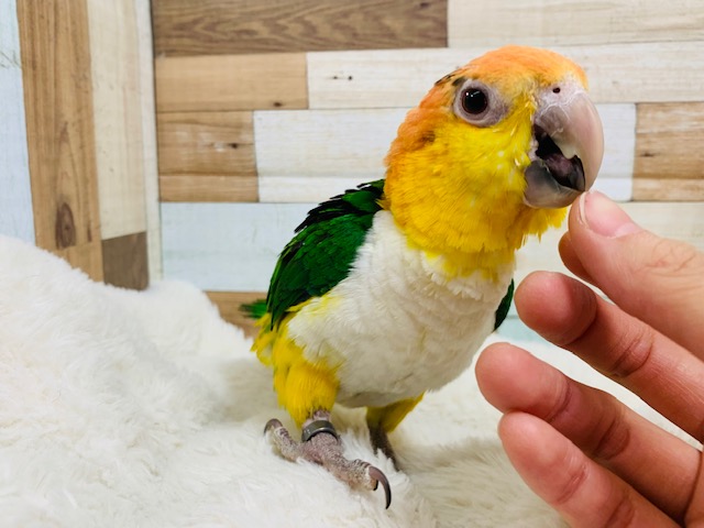 シロハラインコ