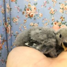 ほわほわコザクラ入舎です　R3　１２／２９撮影