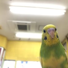 ヒナ餌卒業しています　R４　１／１２撮影