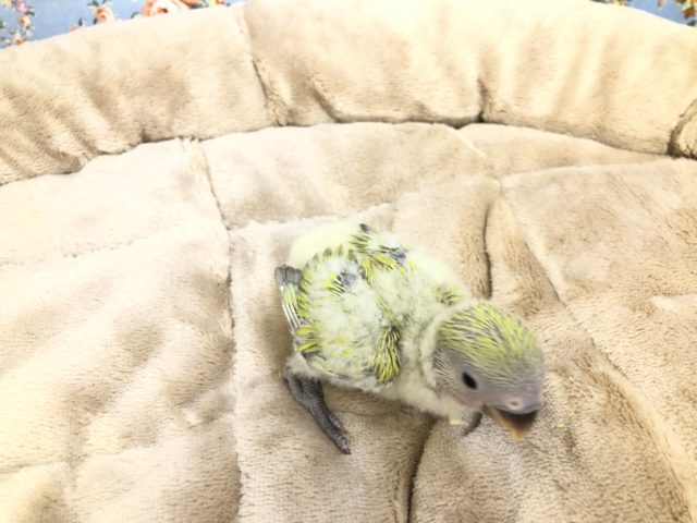 コザクラインコ（小桜インコ）