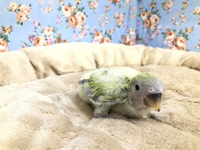 コザクラインコ（小桜インコ）