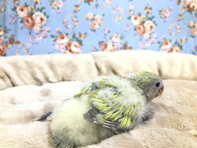 コザクラインコ（小桜インコ）