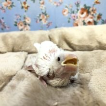 人気カラー文鳥が今年初入舎です　R４　１／１３撮影