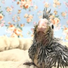 むしろレアカラー？　オカメちゃん入舎です　R３　１／１８撮影