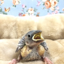 シルバーがやってきました　R４　１／２０撮影