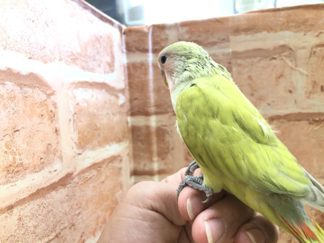 コザクラインコ（小桜インコ）