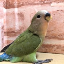 コザクラちゃん入舎です　R４　１／１８撮影