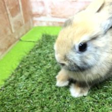 チビウサ入舎です　R４　１／１２撮影