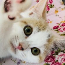 元気いっぱい！アメショーいるよ！