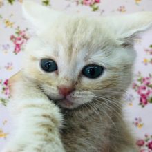 小さいけれど元気いっぱい！マンチカンいるよ！