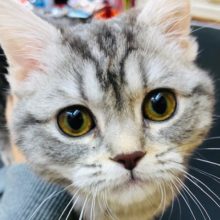 スリ～ゴロ～が止まらない！マンチカンいるよ！