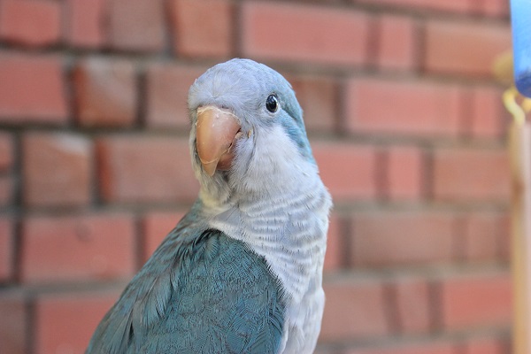 ニギコロＯK！オキナインコ（ブルー）ちゃん