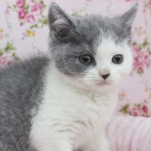 まんまるピエロ！？ブリティッシュショートヘアー・女の子！