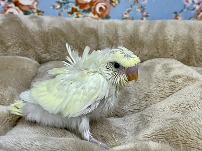 羽衣セキセイインコ