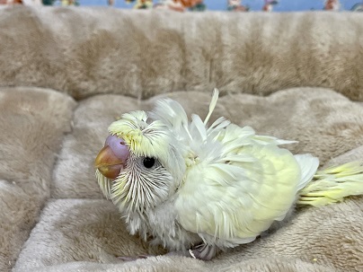 羽衣セキセイインコ