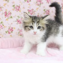 目指せ！ビッグにゃんこ☆サイベリアン・女の子！