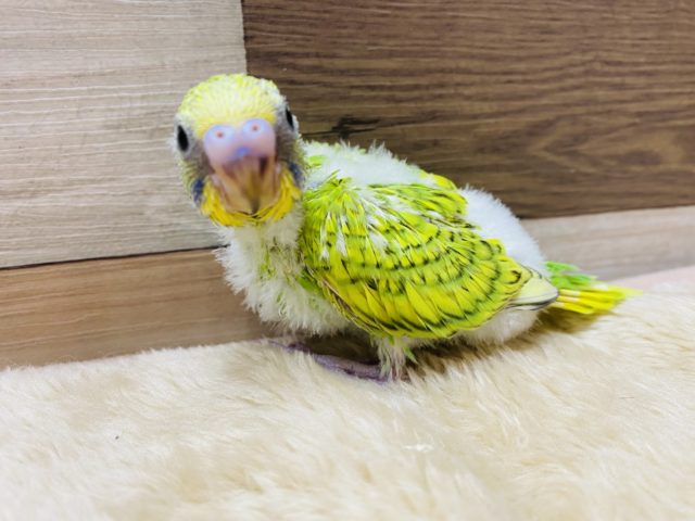 セキセイインコ