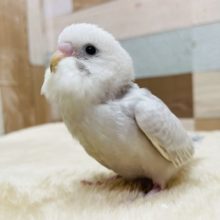 人気カラーのきれいな子☆セキセイインコのライラックカラー！