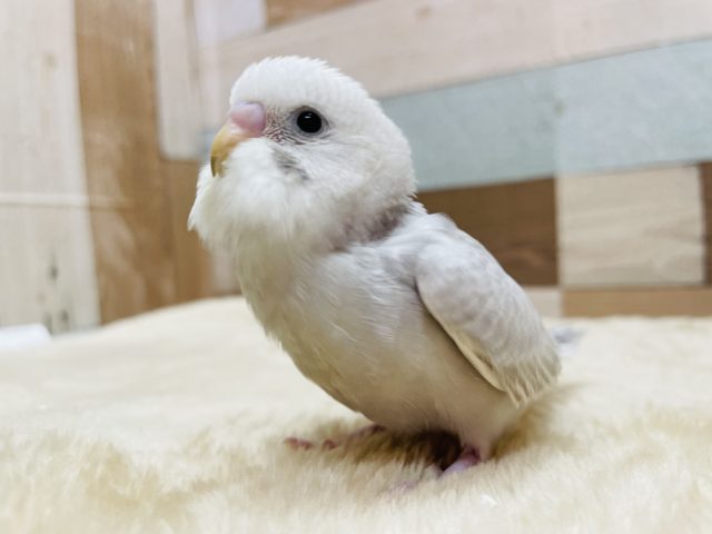 人気カラーのきれいな子☆セキセイインコのライラックカラー！