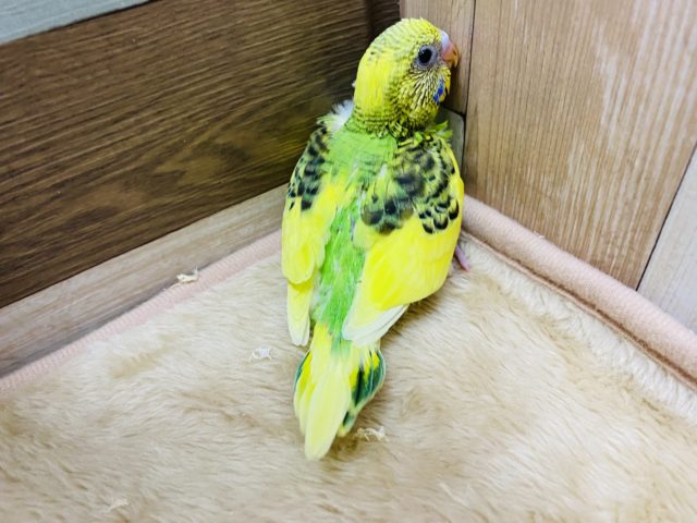 セキセイインコ