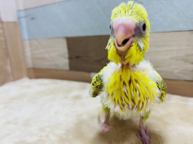 セキセイインコ