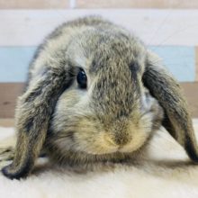 最新画像有り☆むちむち加減が最高な男の子☆ロップイヤーラビットのチェスナットカラー！