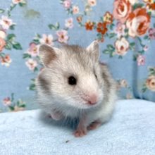 ロングコートハムスター  白×グレー  男の子  2/27