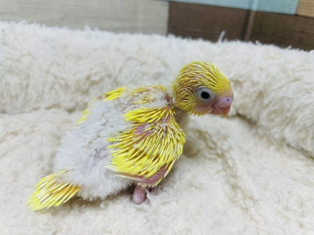 セキセイインコ