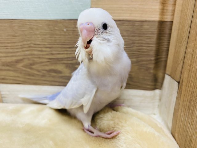 セキセイインコ