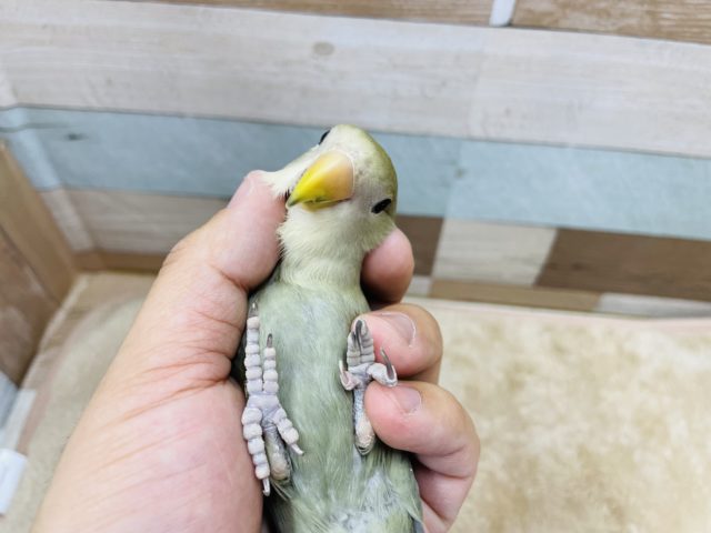 コザクラインコ（小桜インコ）