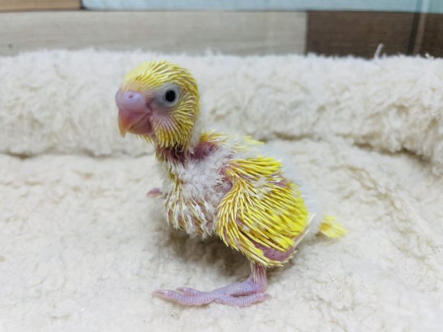 セキセイインコ