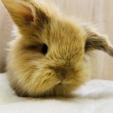 毛並みもっふり♬︎ロップイヤーラビット女の子