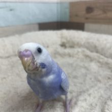 人気です☆綺麗なライラックさん！　セキセイインコ　ライラック　バイオレット