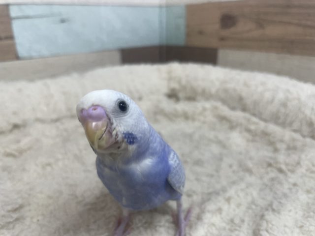 人気です☆綺麗なライラックさん！　セキセイインコ　ライラック　バイオレット