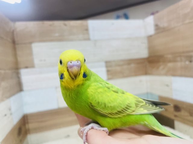 セキセイインコ