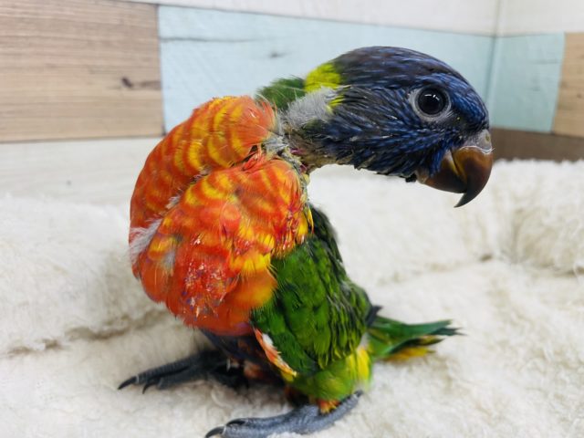 アカエリゴシキセイガイインコ