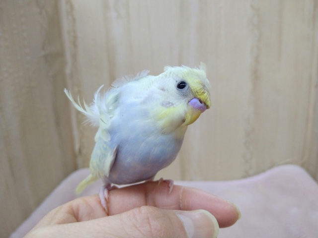 羽衣セキセイインコ